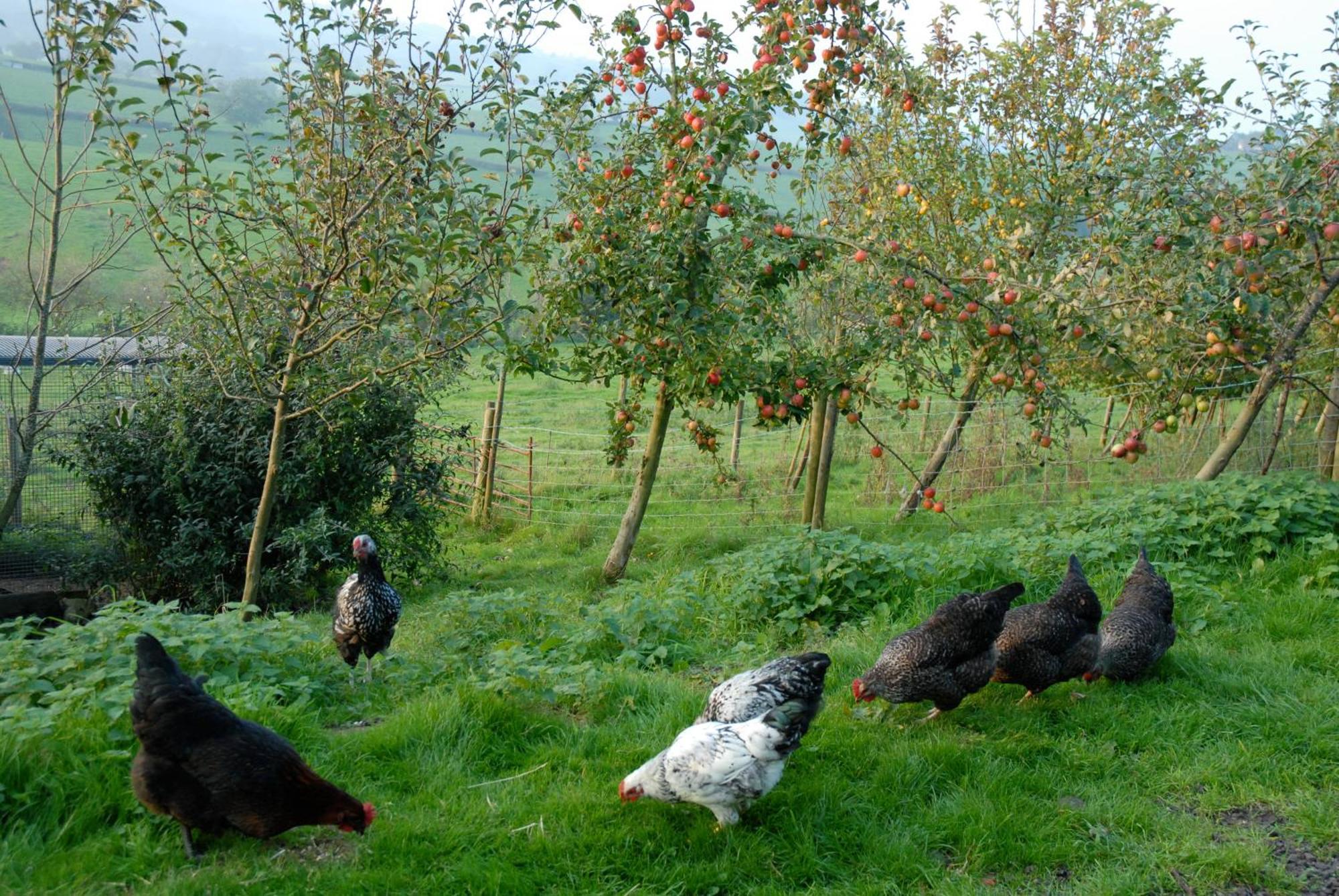 T'S At Lower Rudloe Farm Guest House คอร์แชม ภายนอก รูปภาพ